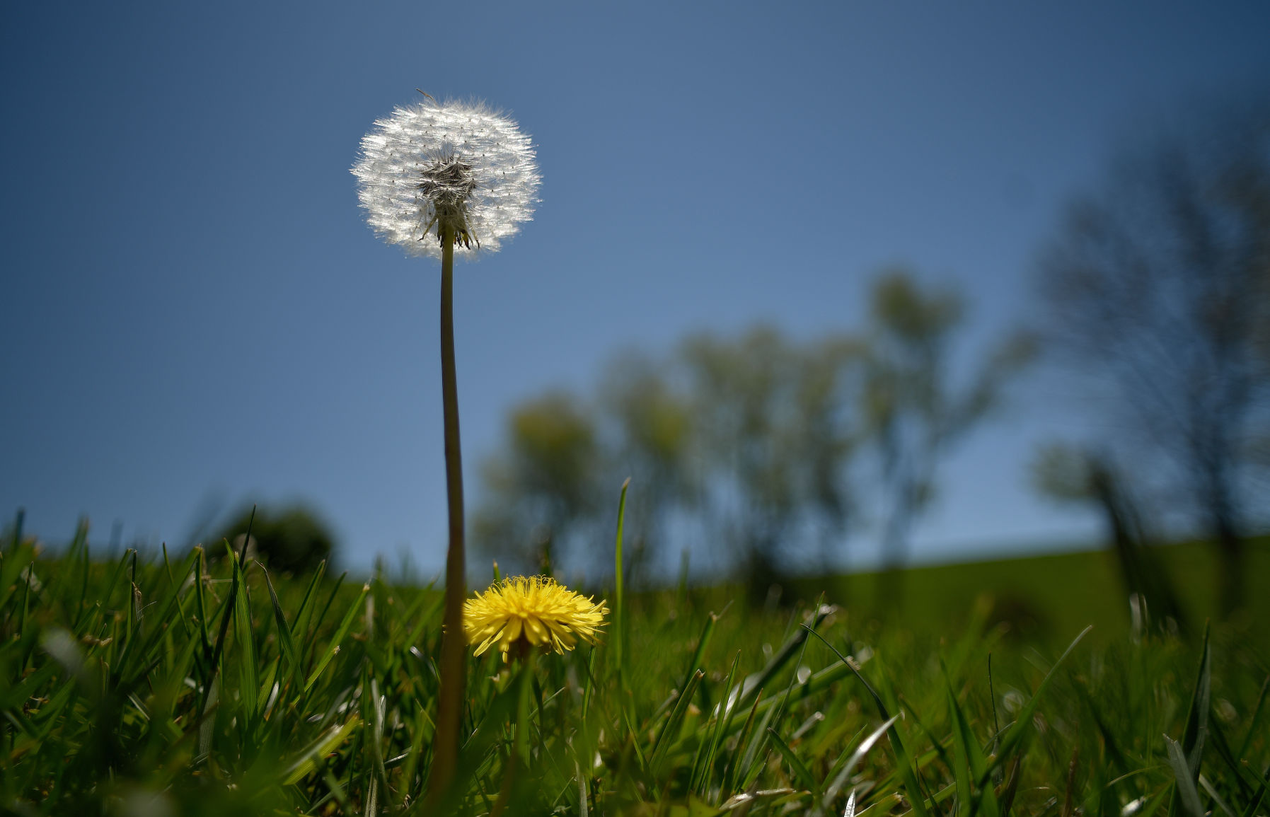 Dandelions-01